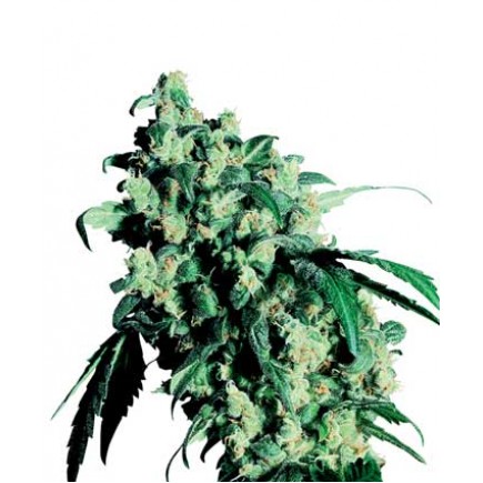 Super Skunk